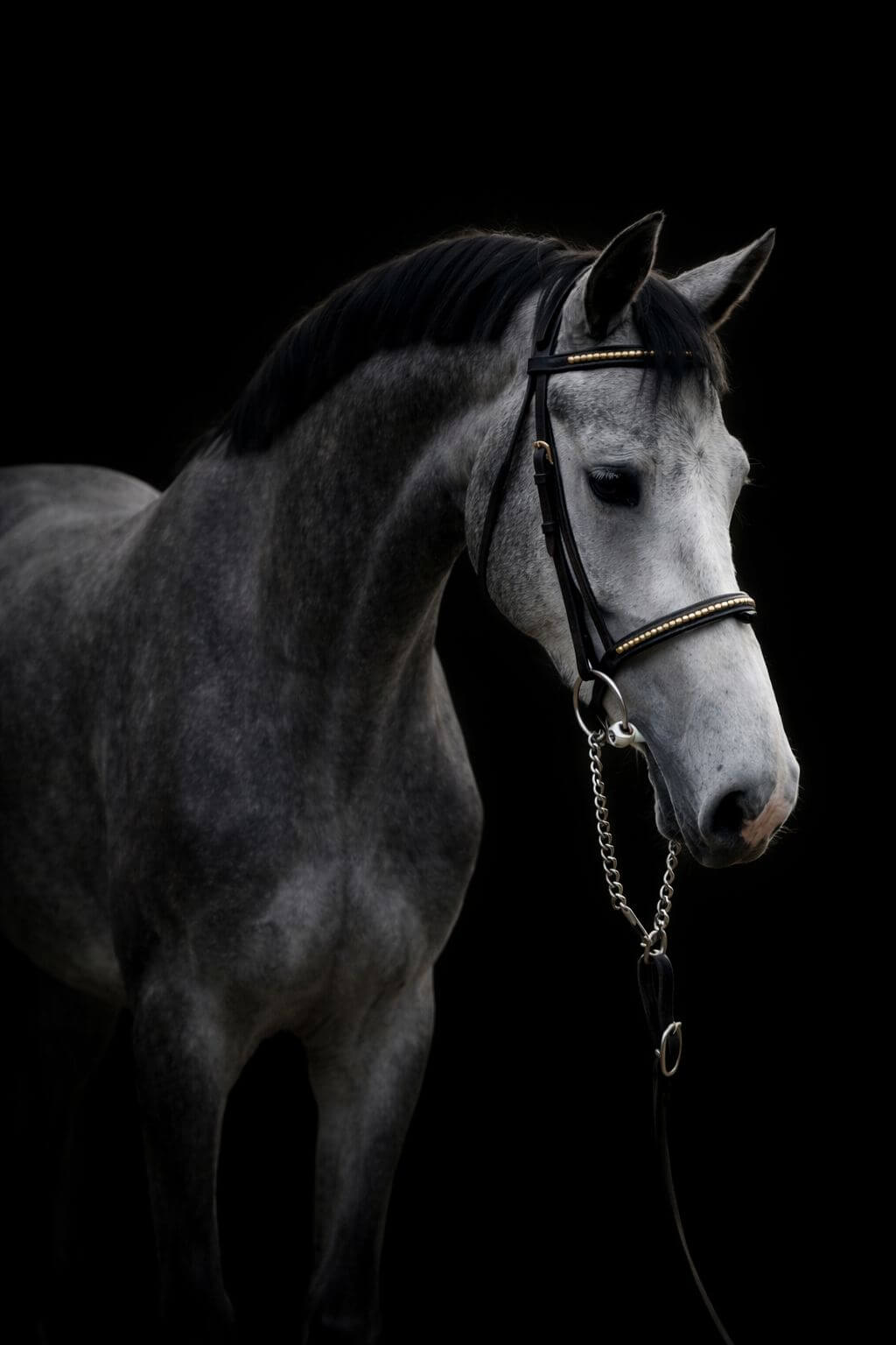 Rainbow Rocket WS — sport horse broodmare with jumping pedigree