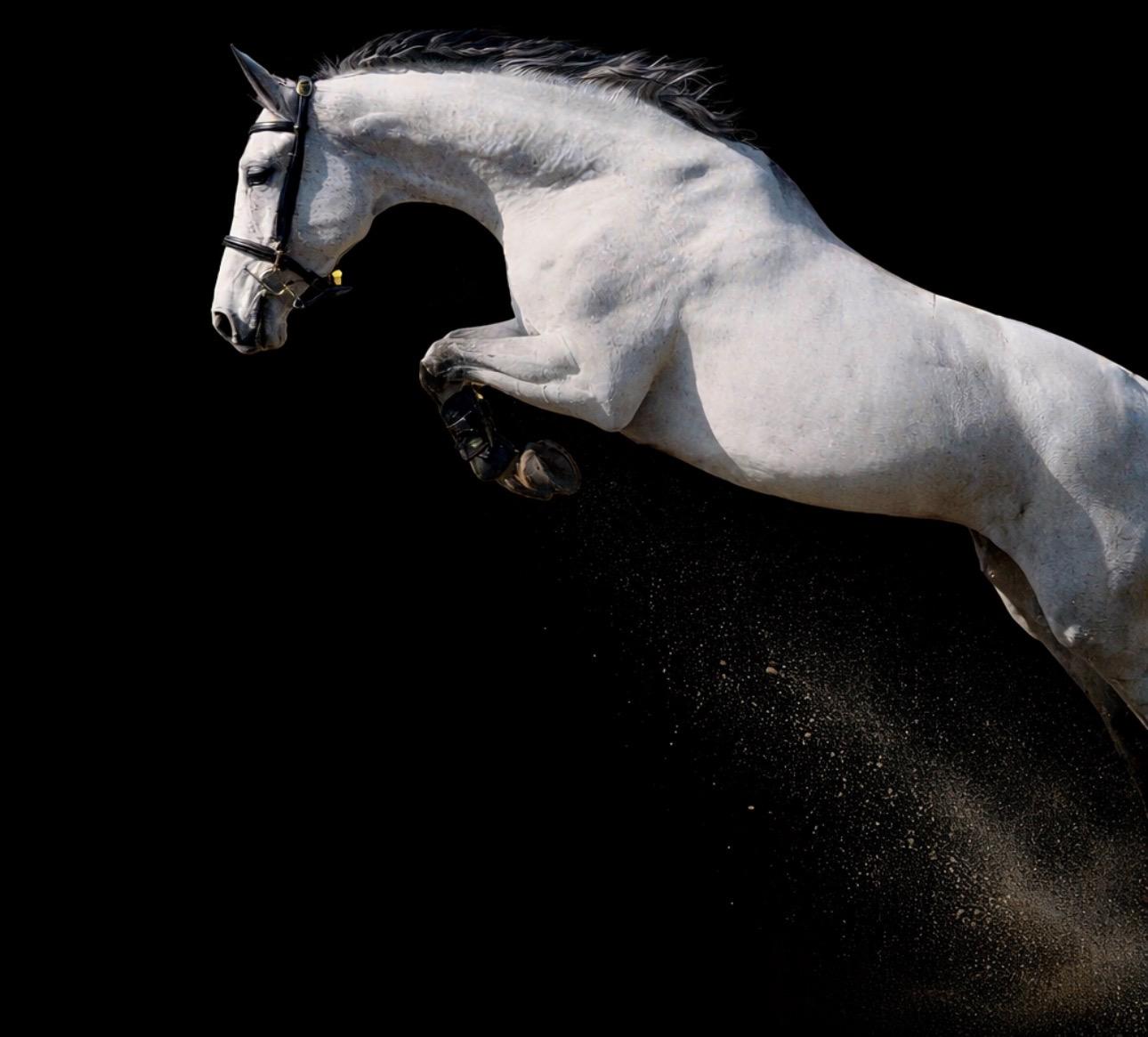 Lily Rose — foundation mare for showjumping breeding