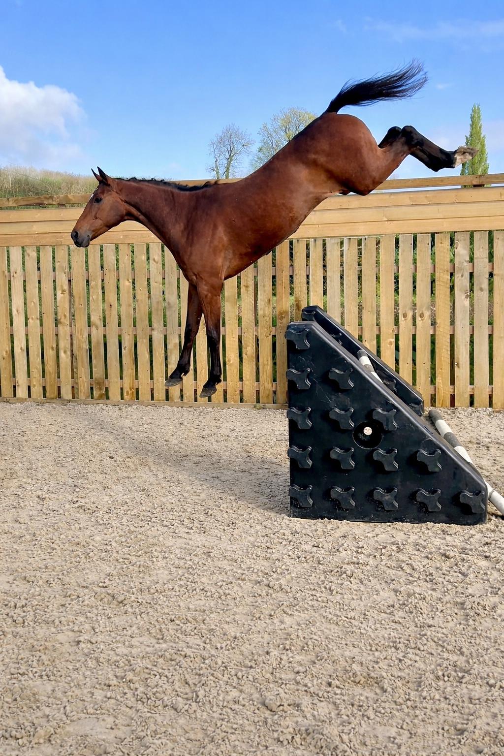 Willemie Van Het Bildeken — proven broodmare with elite bloodlines