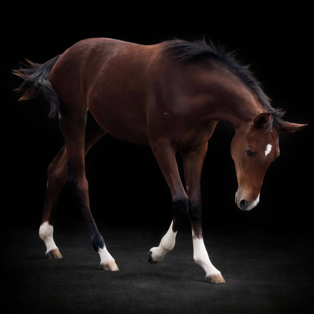 Ermantico Della Contea — Italian sport horse for jumping