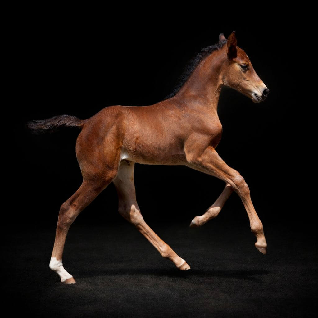 Clear Blue Z — athletic Zangersheide showjumper