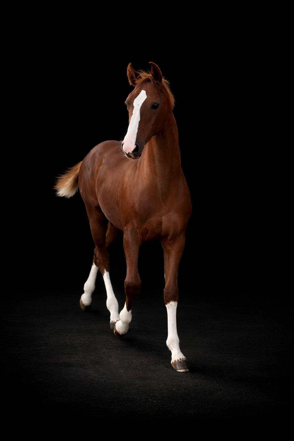 Phaelys de Kerlyris — French-bred showjumping horse