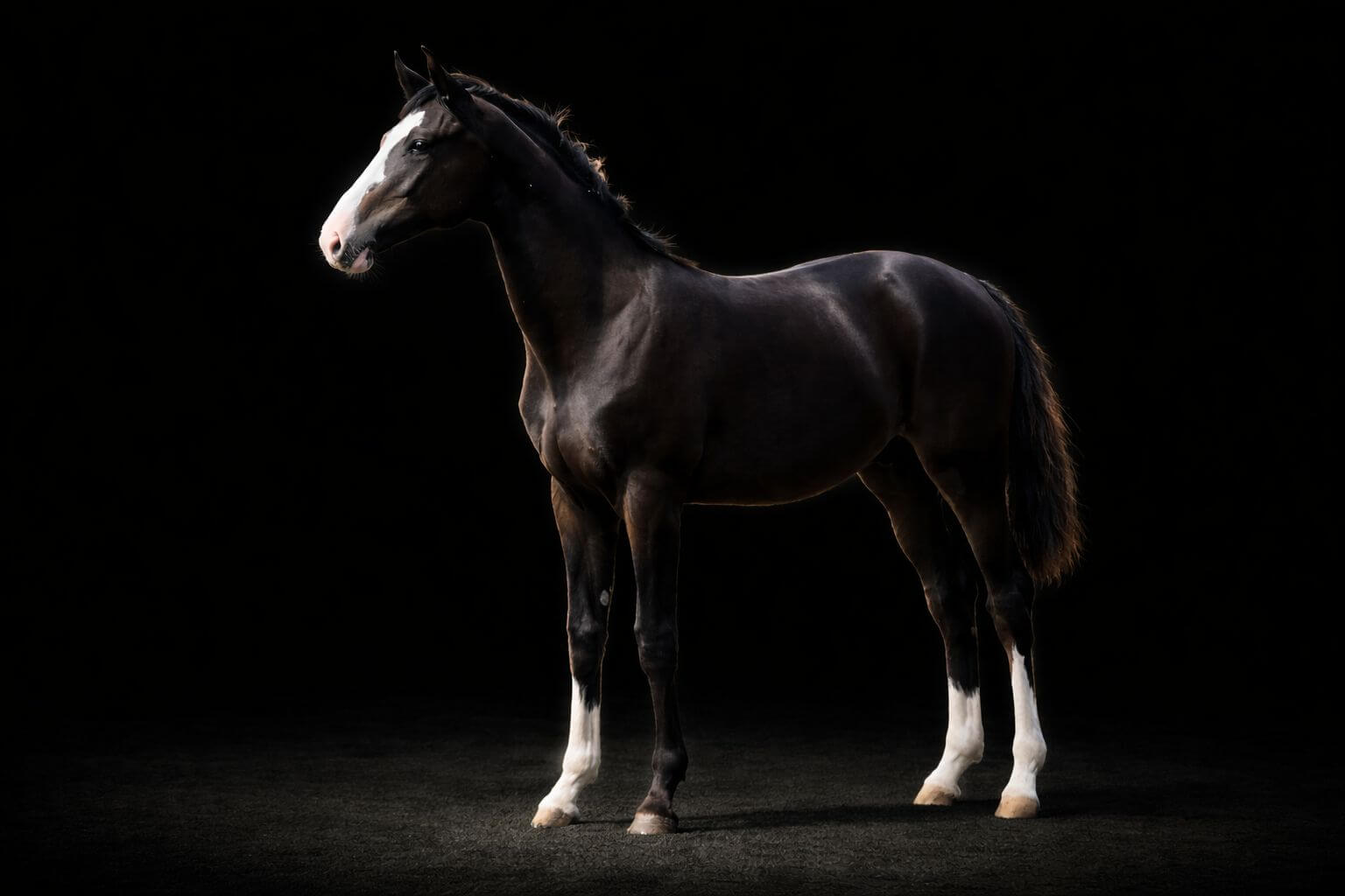 Pilot Blue BSH Z — Zangersheide gelding for showjumping