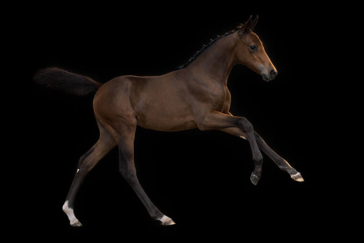 Cinderella Van't Gebergte Z — talented Zangersheide mare