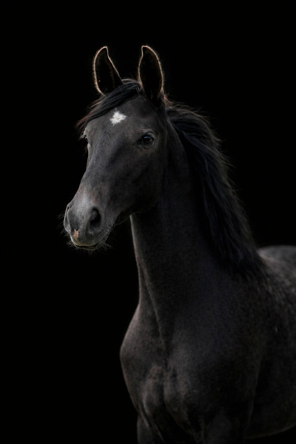 Crystal-Blue vd Nachtegaal Z — quality Zangersheide for jumping