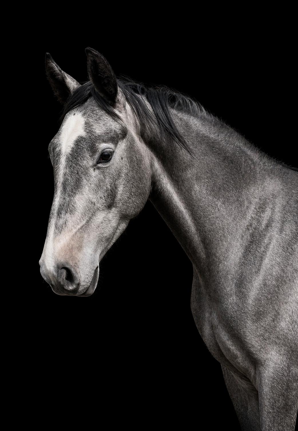 Romlins Elite — competition-ready showjumping horse