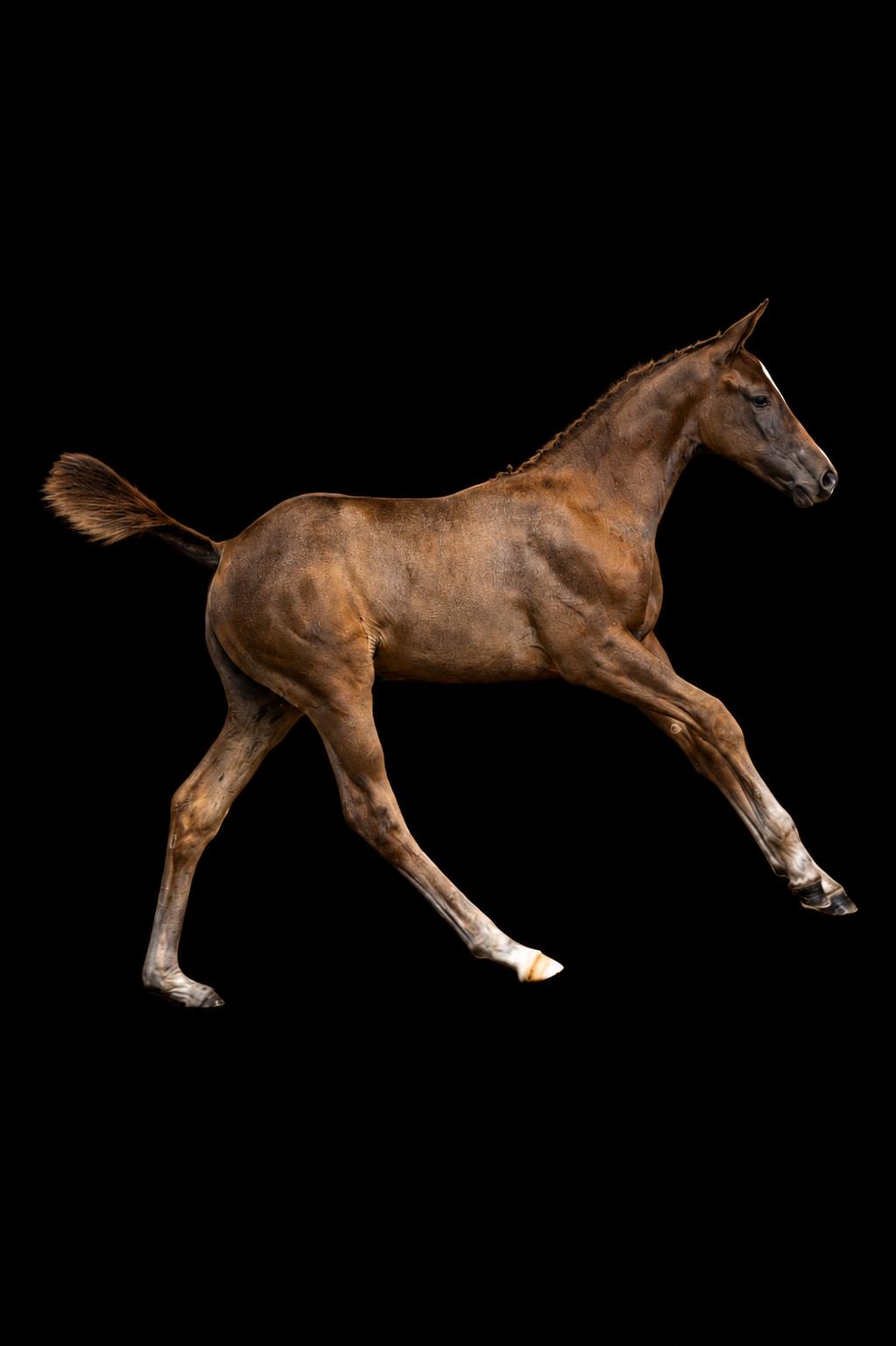 Ukalonneke — bay Belgian Warmblood mare for showjumping