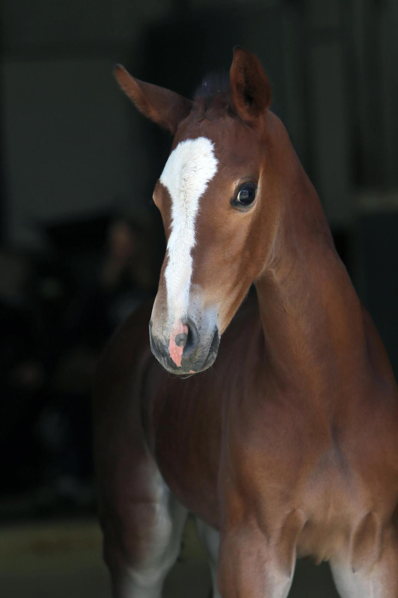 Stunning modern foal.