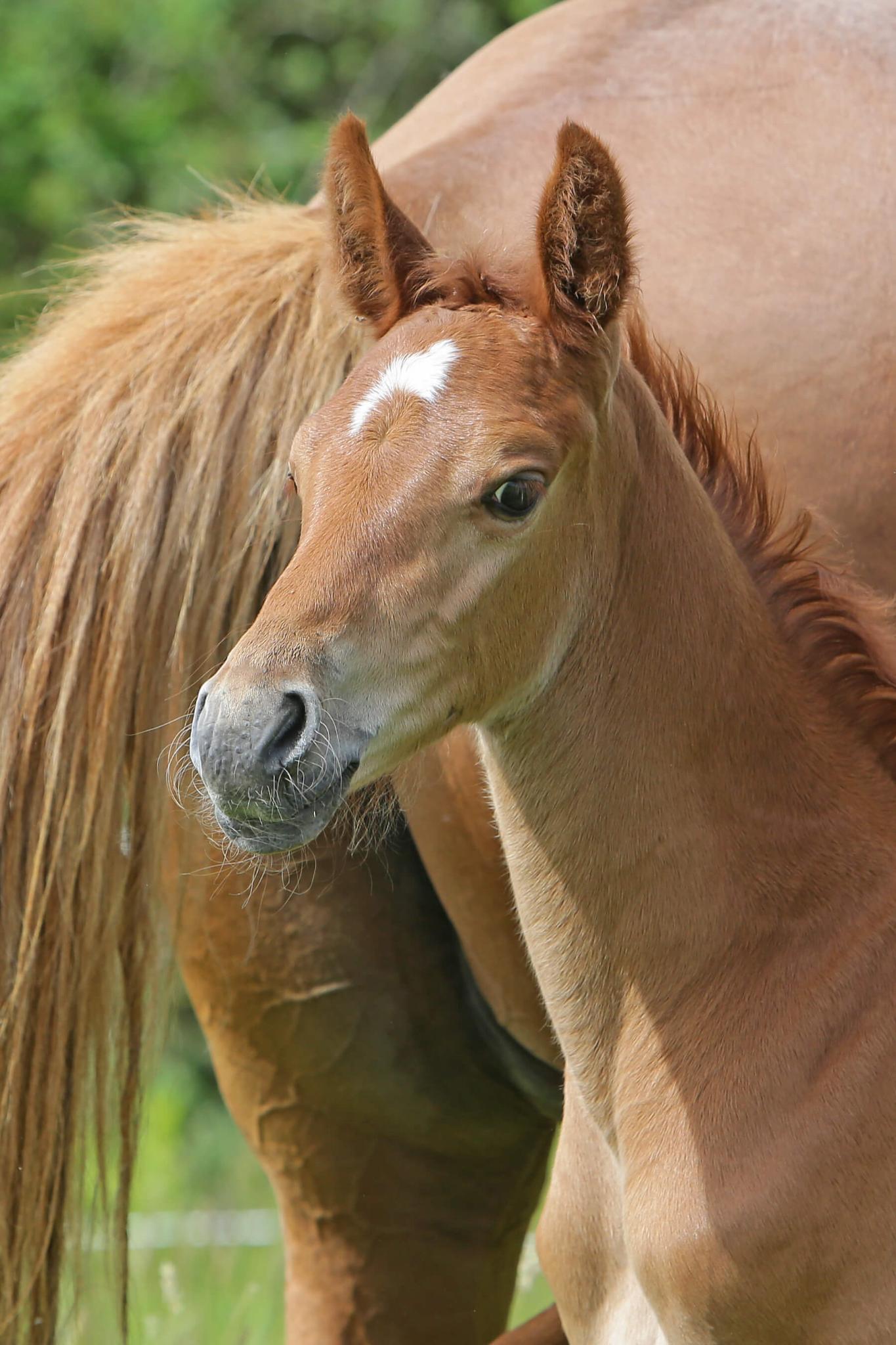 HS Foal 1 — young showjumping prospect by elite sire