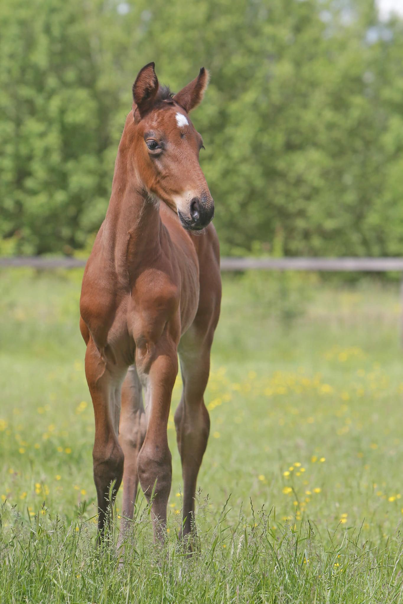 HS Foal 2 — promising foal with jumping bloodlines