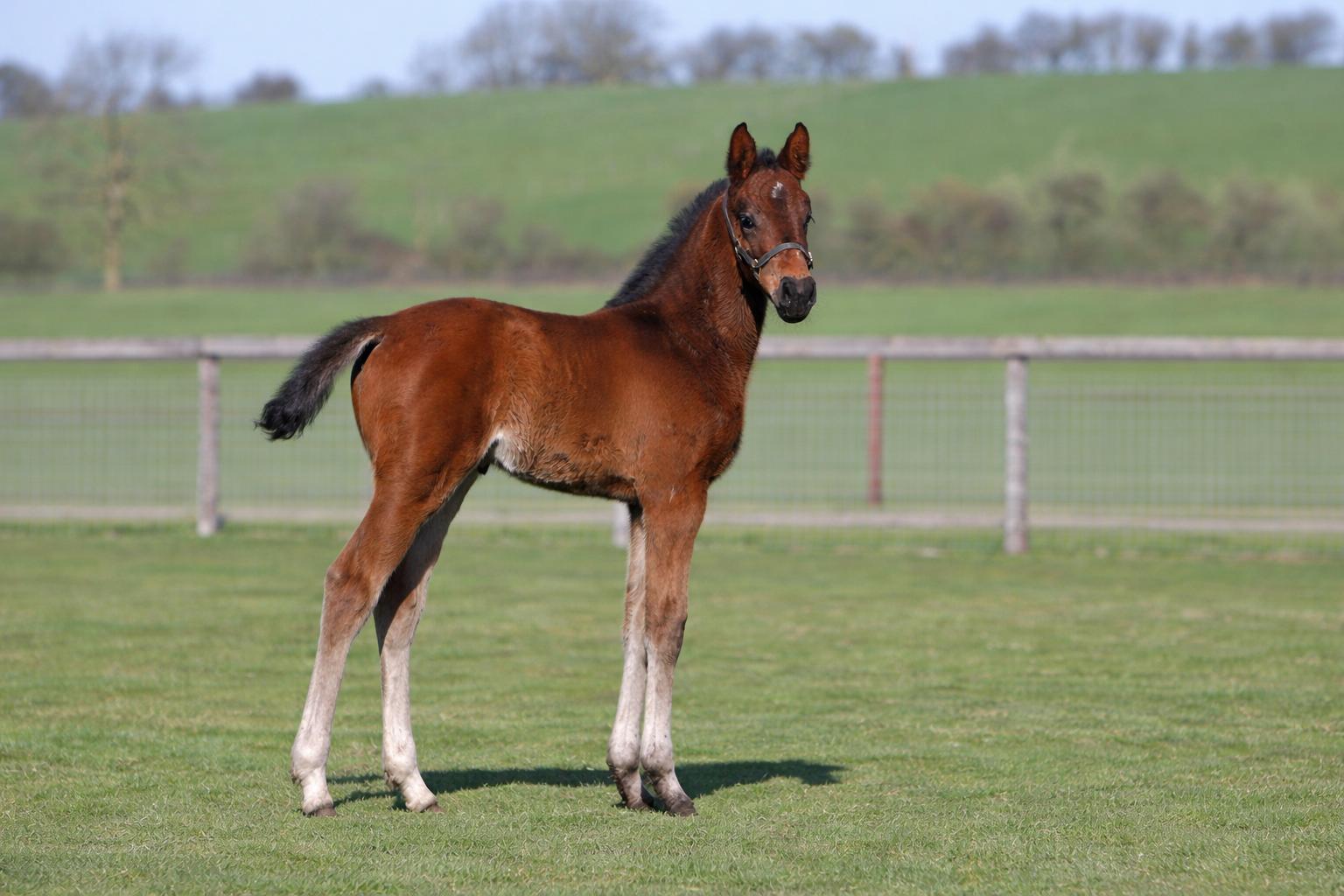 Balencia Smith Z foal running in the paddock with dam