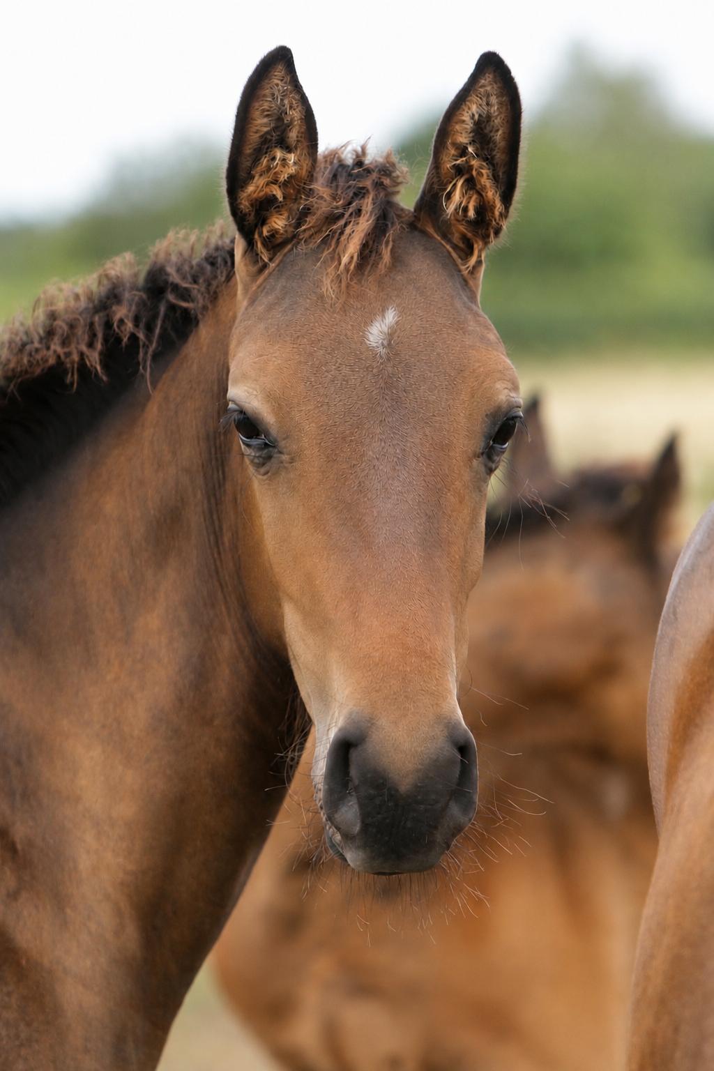 Balencia Smith Z foal running in the paddock with dam