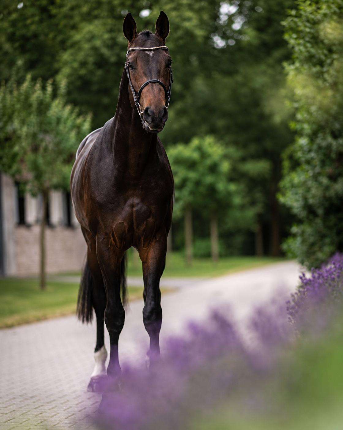 A Lady Killer VDM Stallion