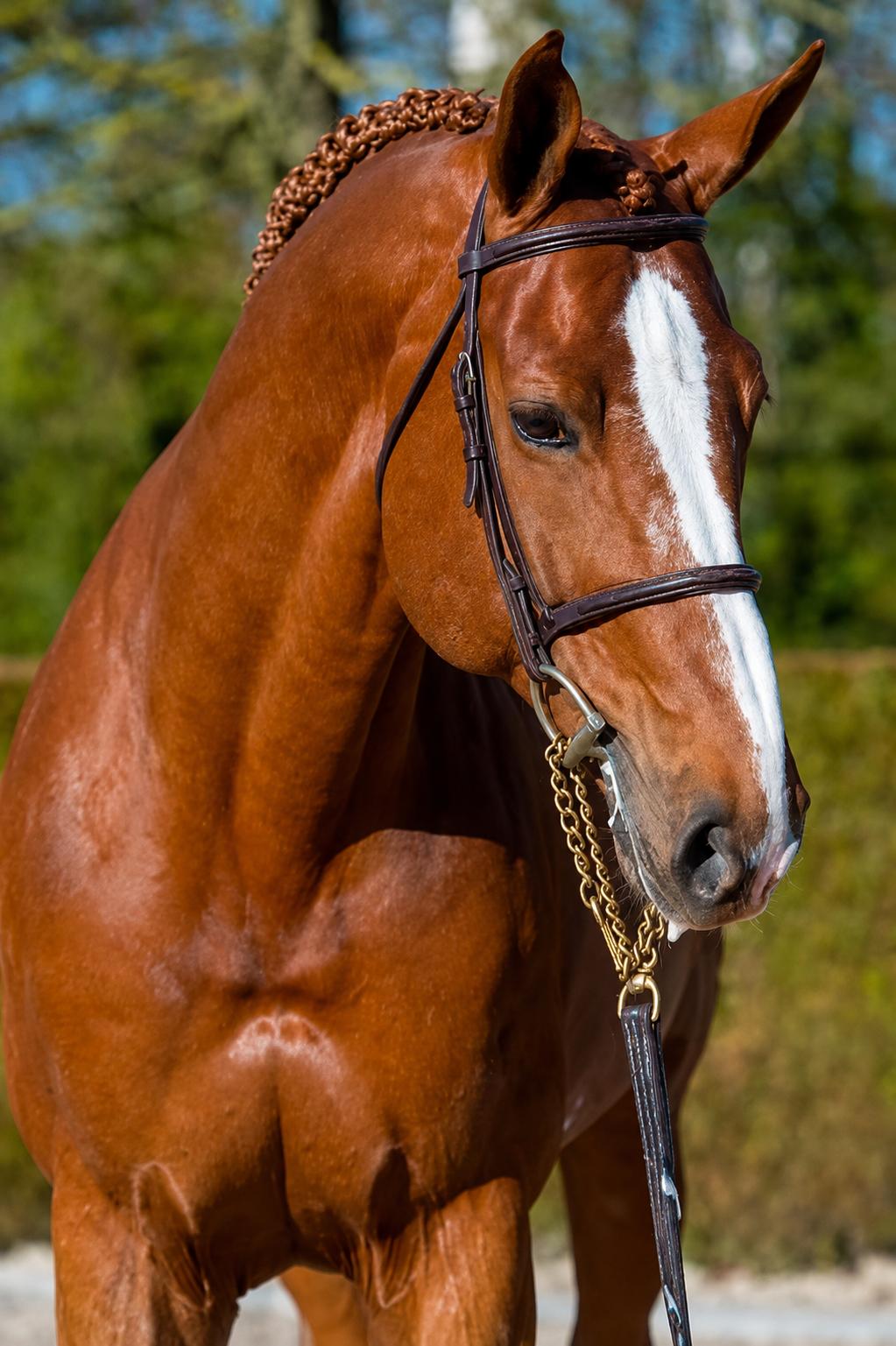 Emerald van't Ruytershof stallion showjumping