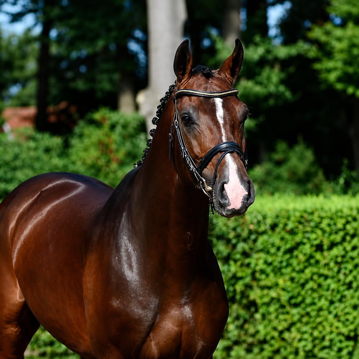 Casallco stallion