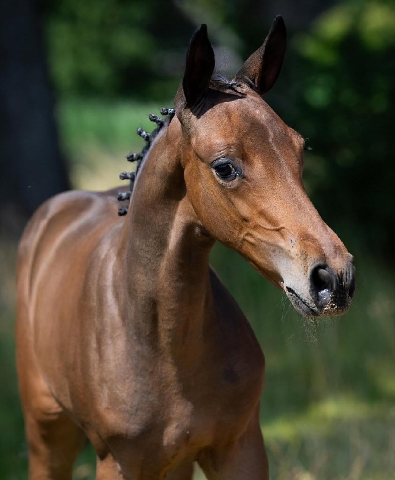 Cinderella Van't Gebergte Z — talented Zangersheide mare