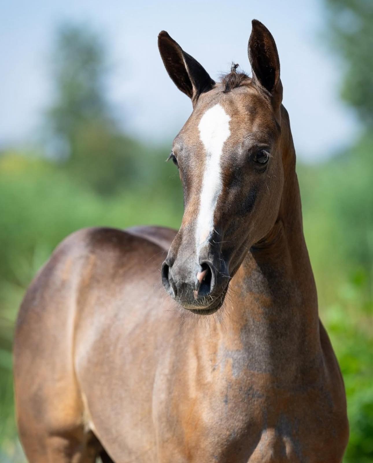 Ukalonneke — grey KWPN mare for showjumping