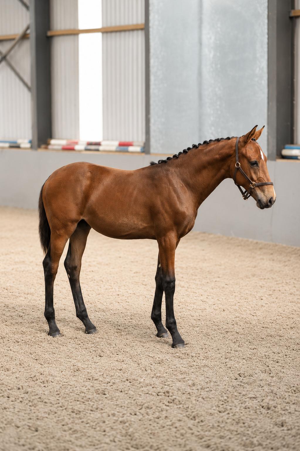 Daniel Coyle's mare, Legacy.