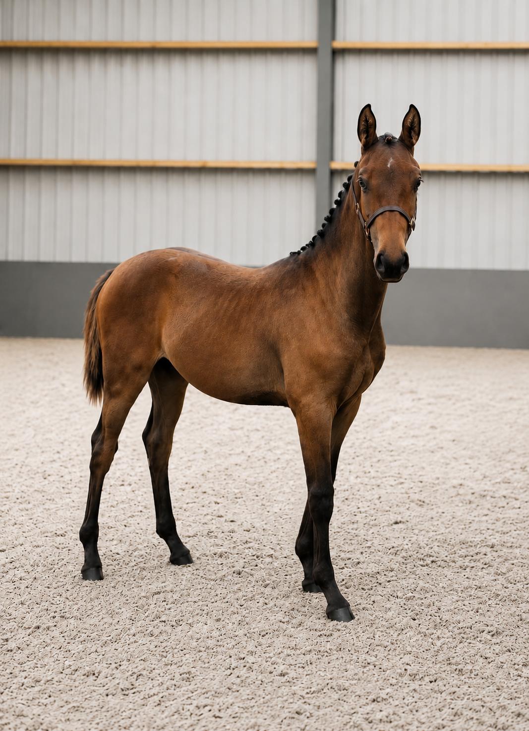 Balencia Smith Z foal running in the paddock with dam