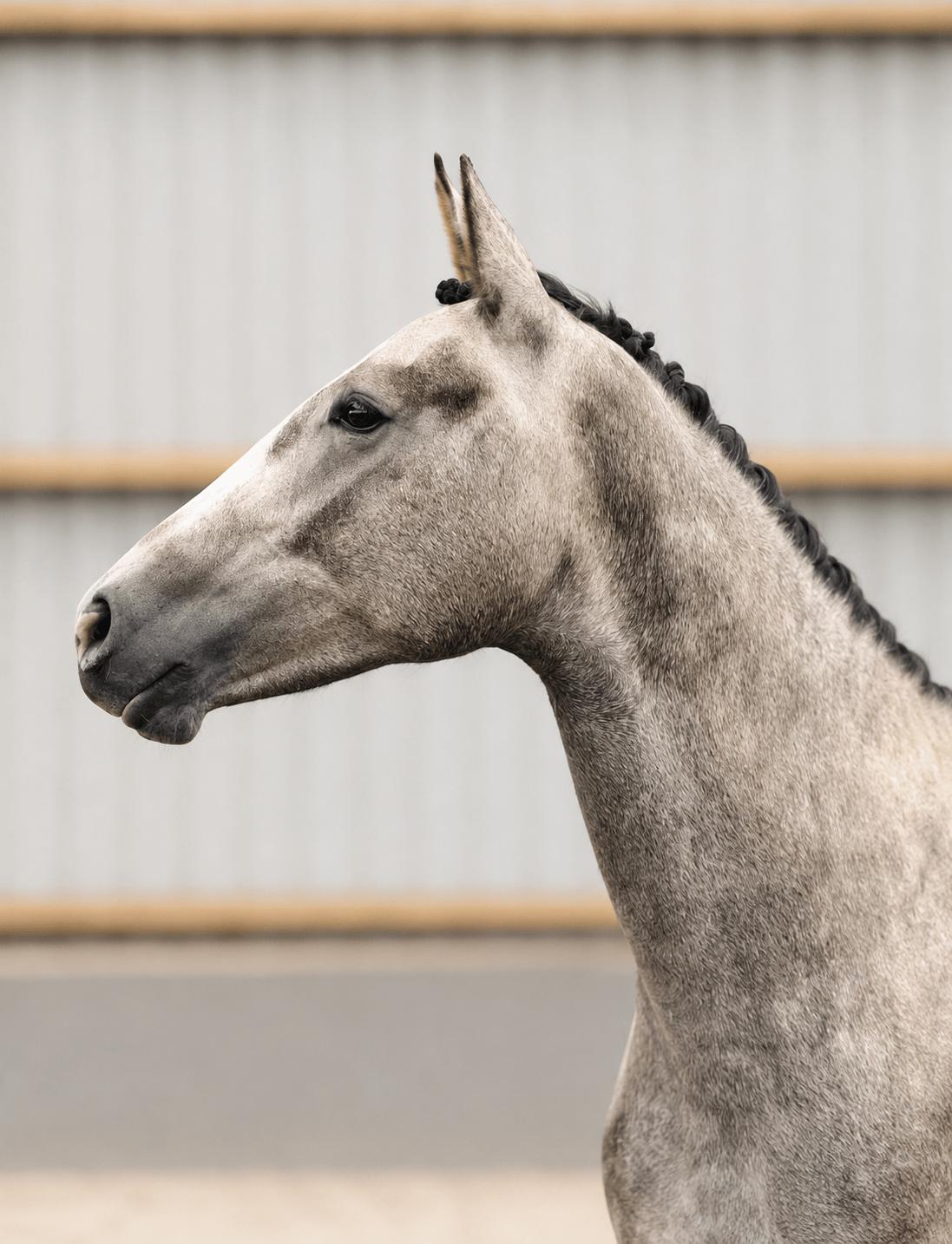 Ukalonneke — grey KWPN mare for showjumping