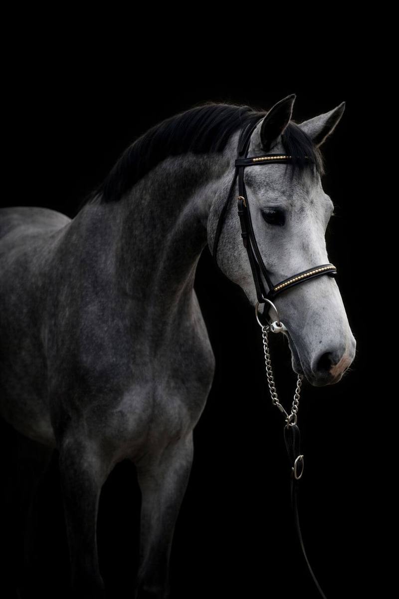 Rainbow Rocket WS — sport horse broodmare with jumping pedigree