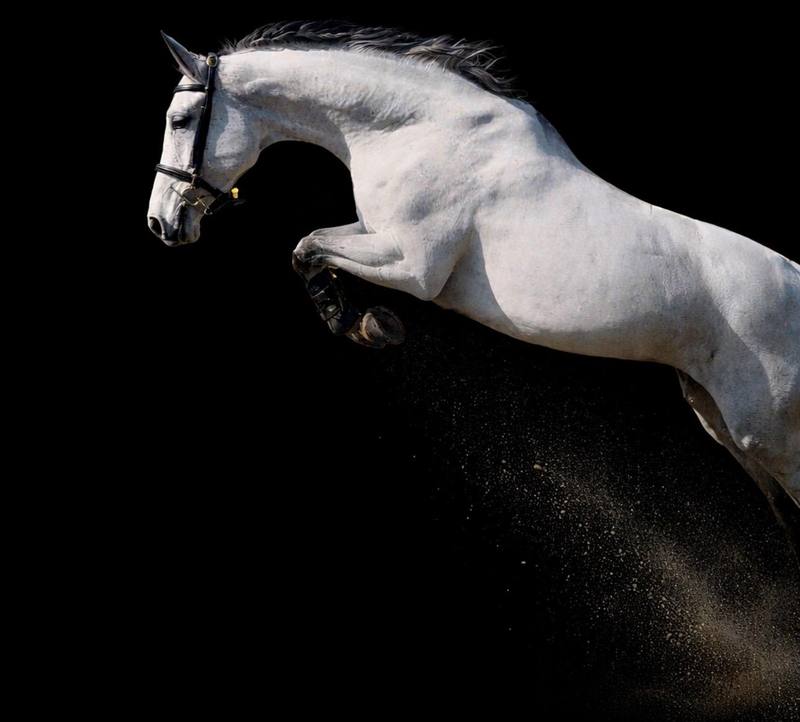 Lily Rose — foundation mare for showjumping breeding