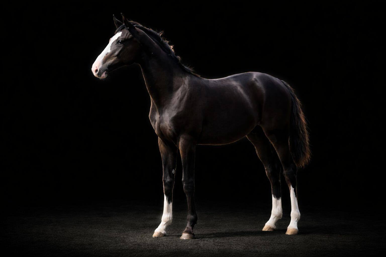 Pilot Blue BSH Z — dark bay Zangersheide stallion for showjumping