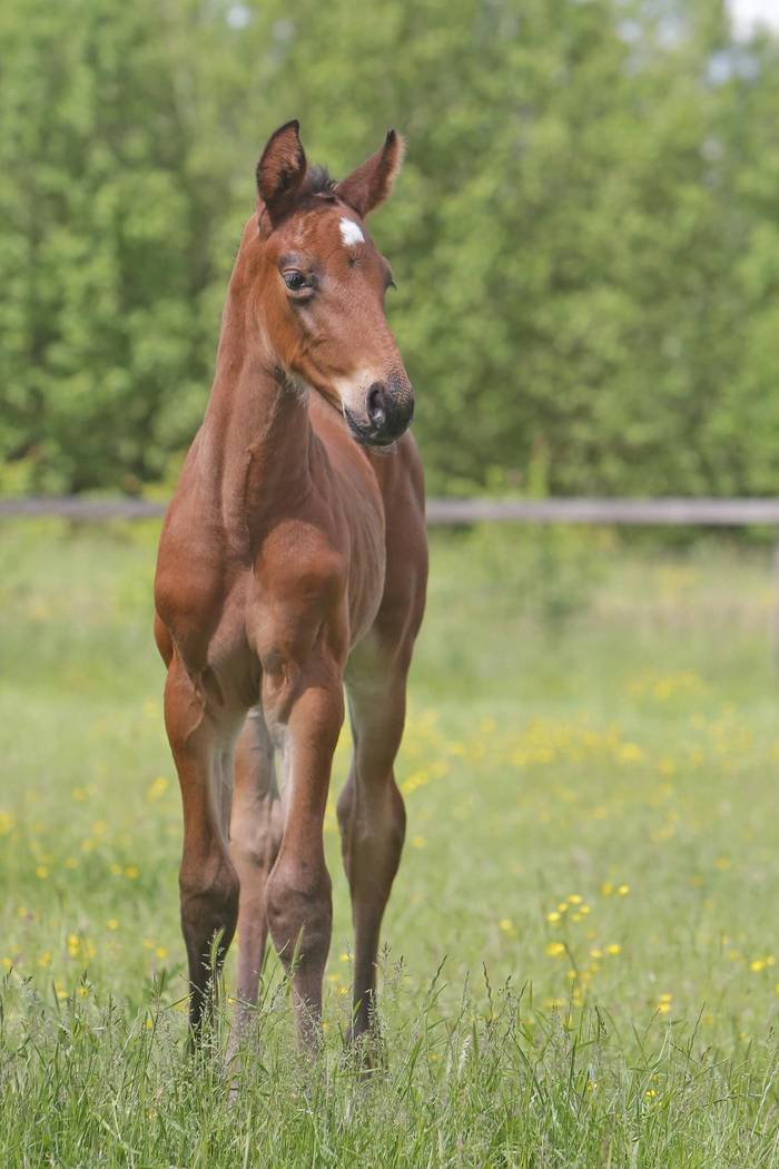 HS Foal 2 — promising foal with jumping bloodlines