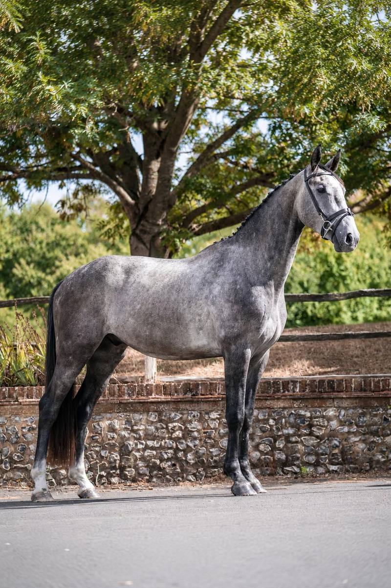 Romlins Elite — competition-ready showjumping horse