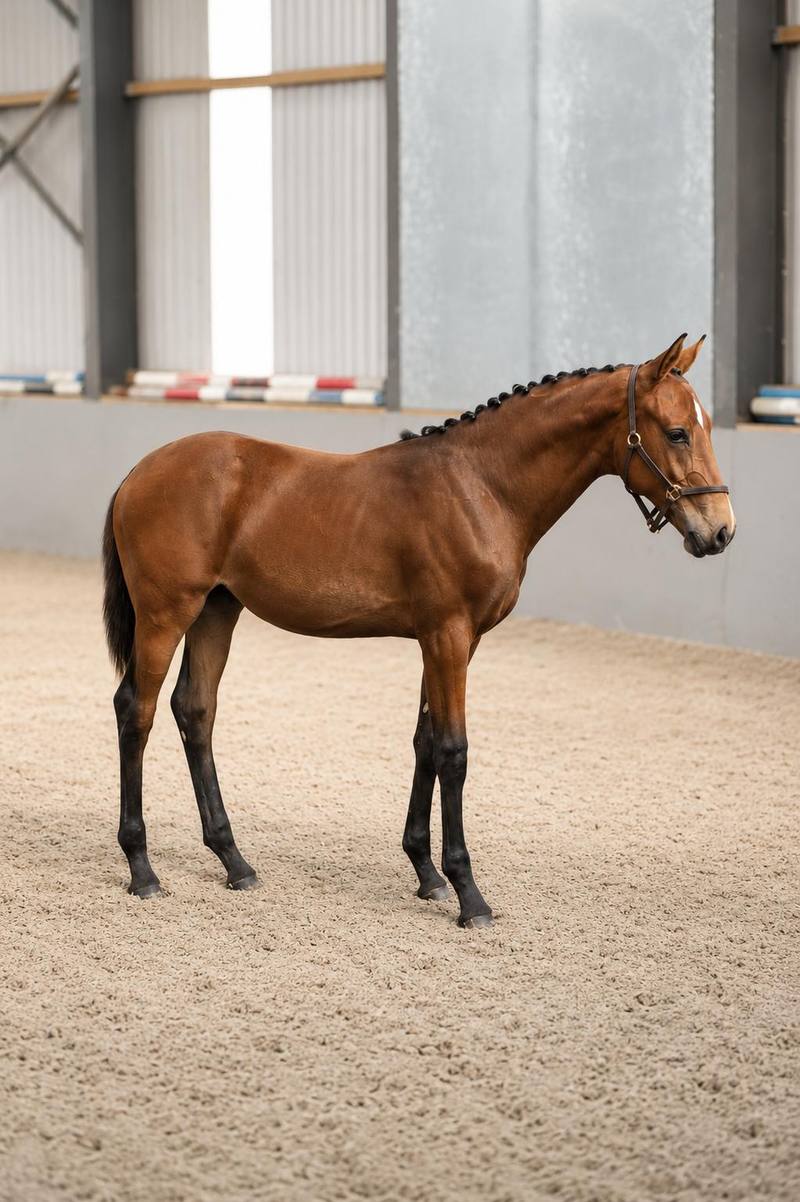 Daniel Coyle's mare, Legacy.