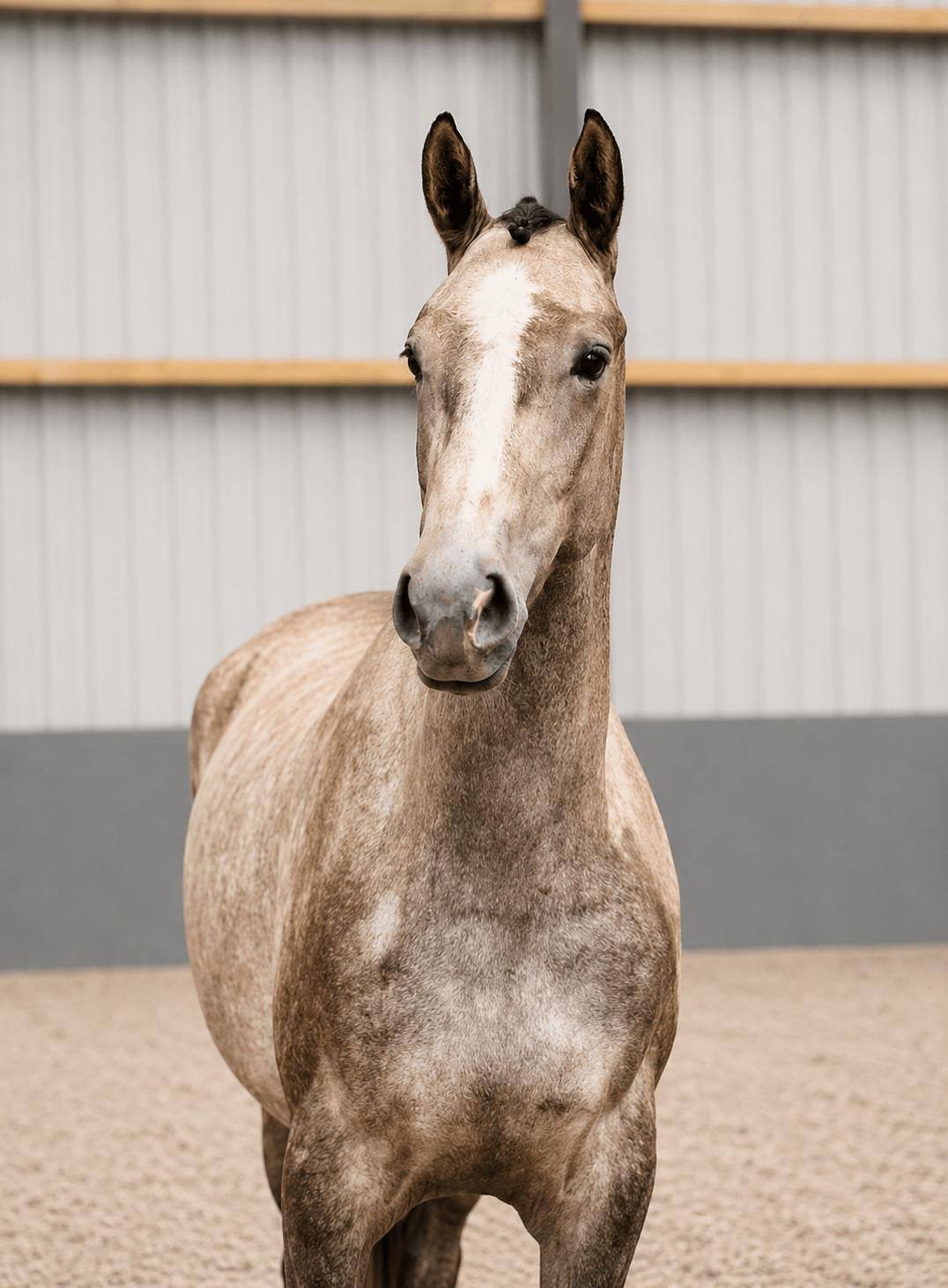 Ukalonneke, showjumping horse