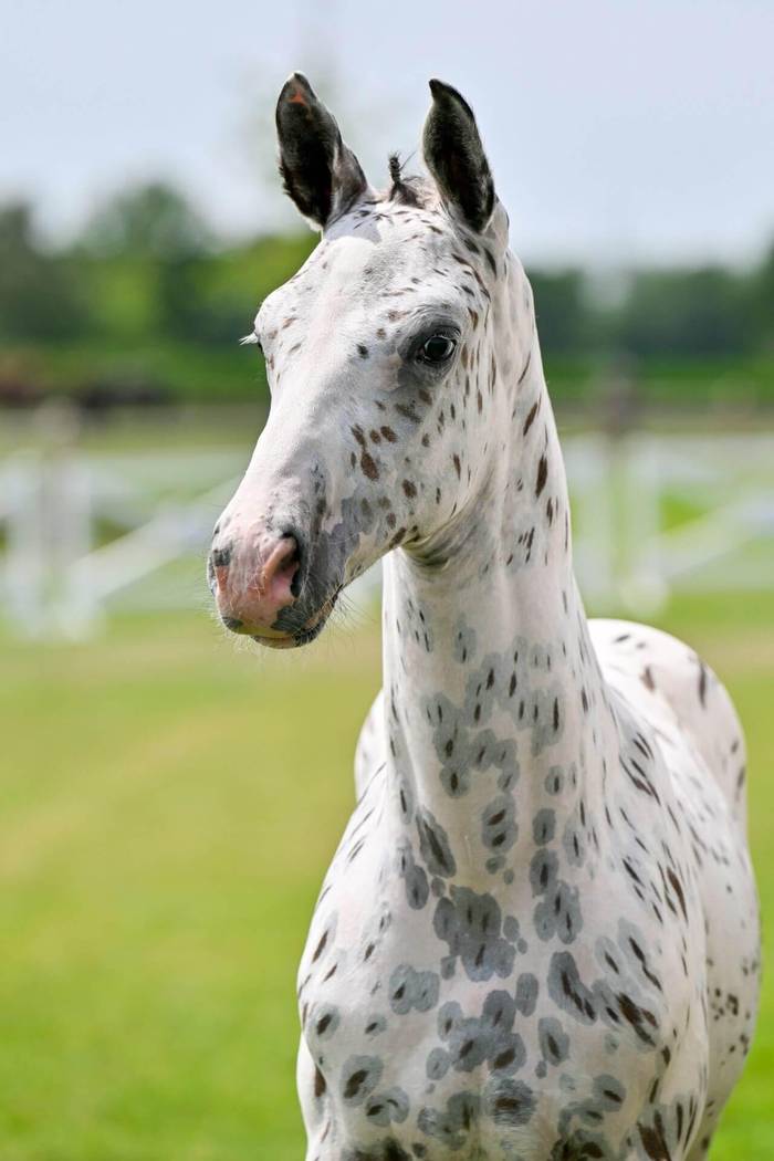 Just J-Nius NL foal head shot 