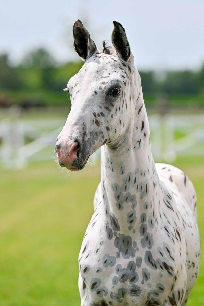 Just J-Nius NL foal head shot 