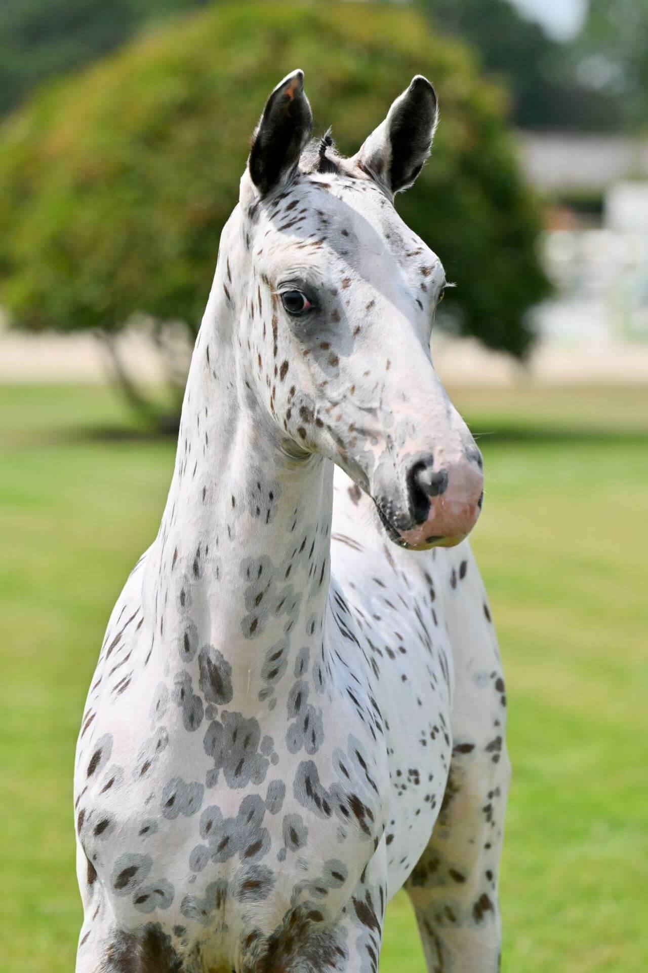 Just J-Nius NL Z, showjumping horse