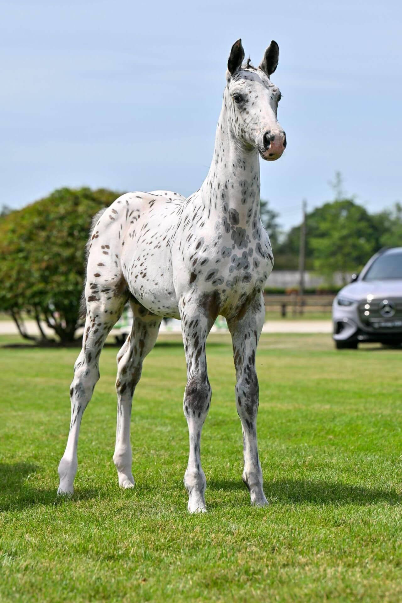 Just J-Nius NL Z, showjumping horse