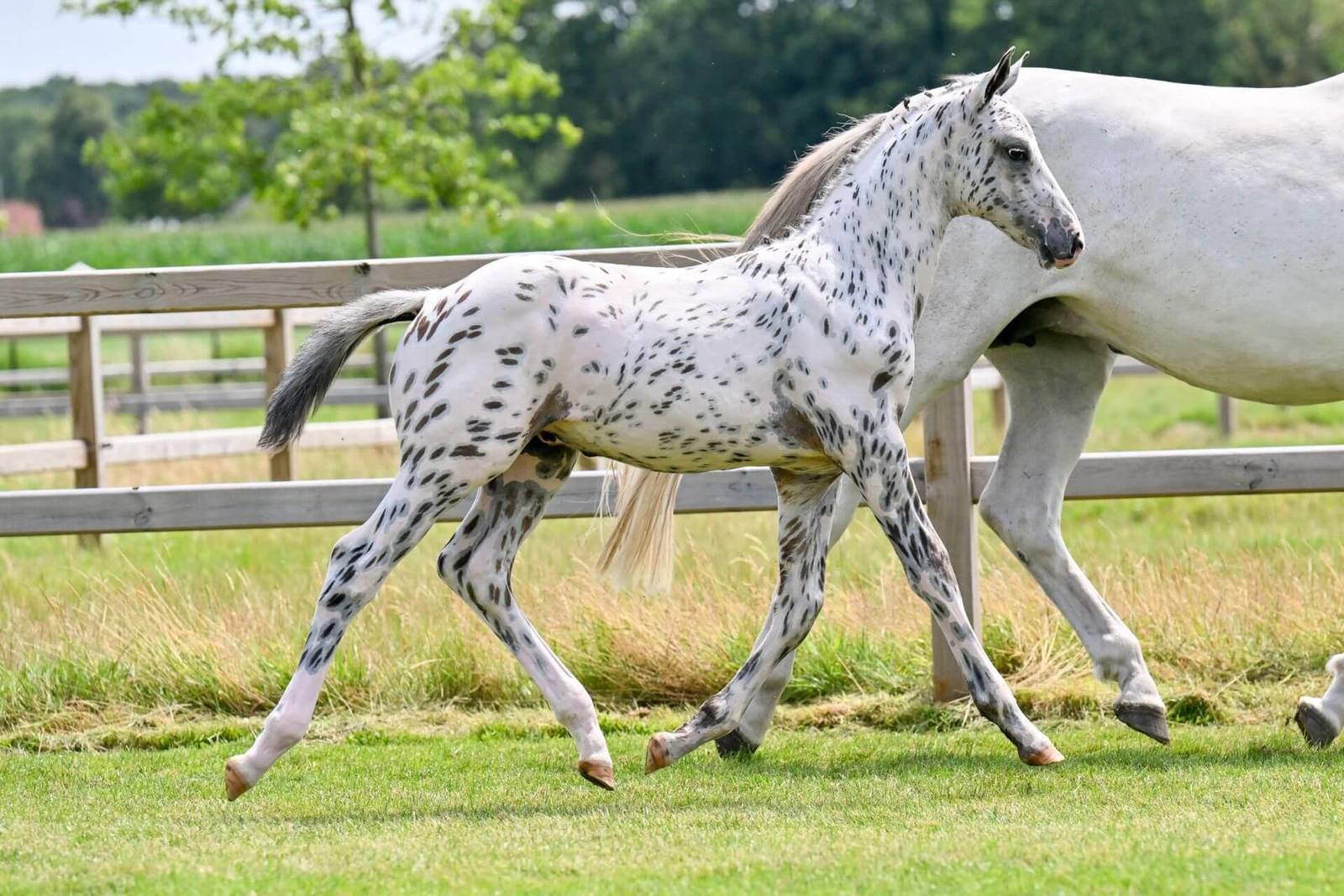 Just J-Nius NL Z, showjumping horse