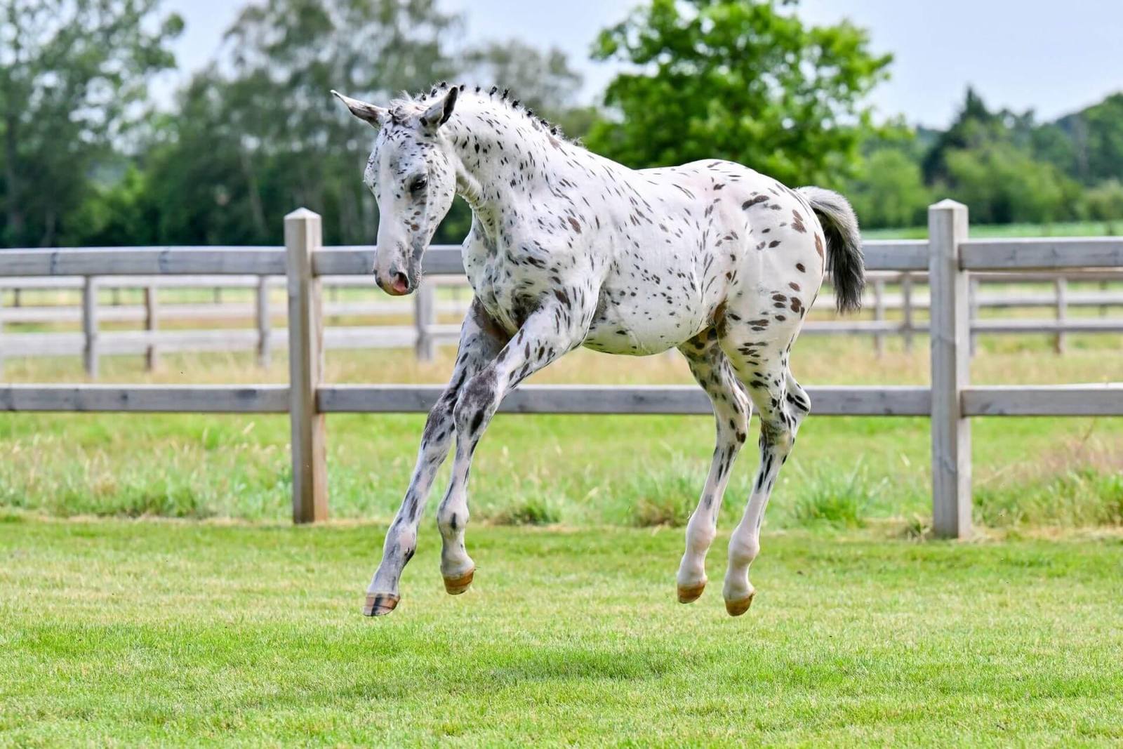 Just J-Nius NL Z, showjumping horse