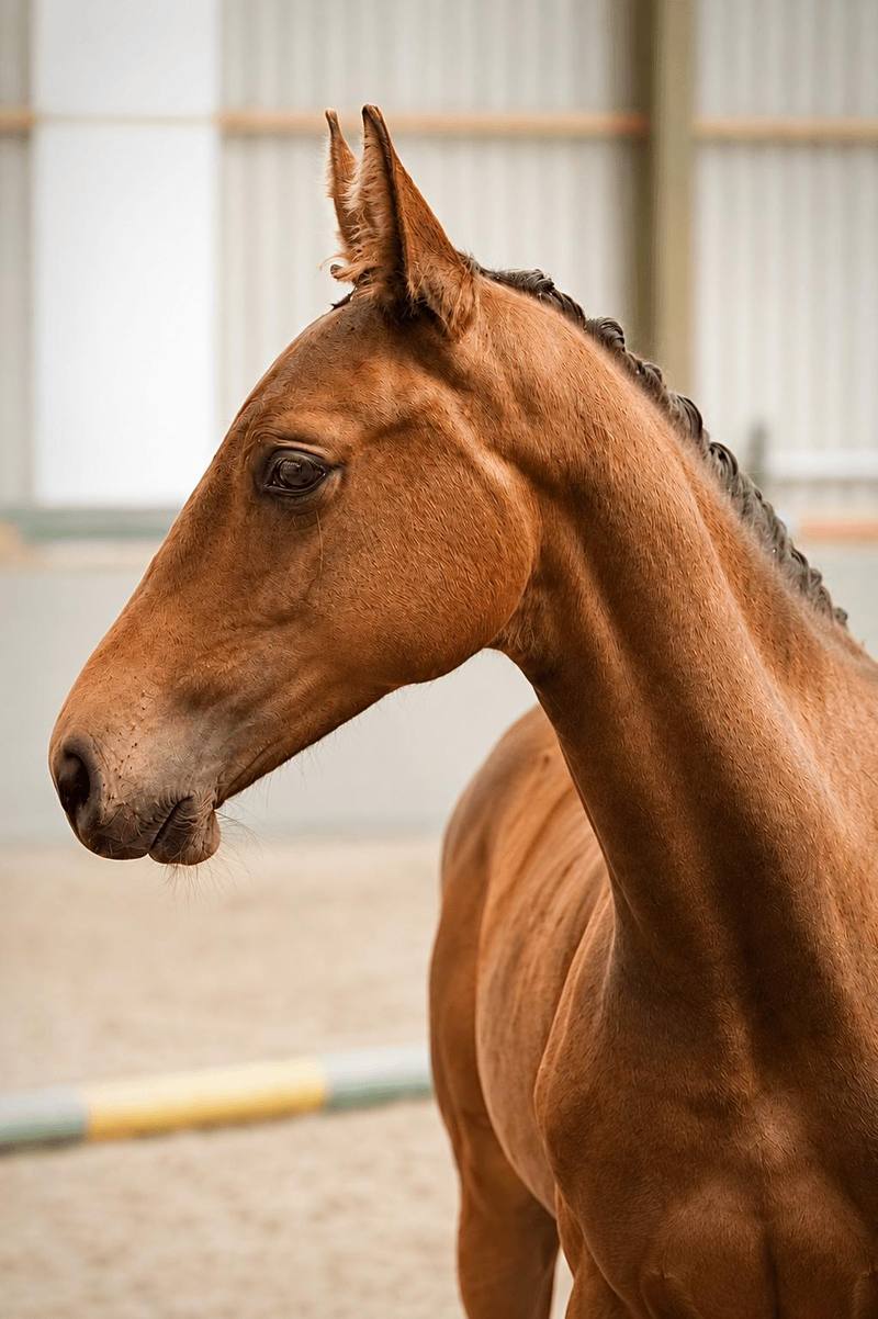 Balencia Smith foal