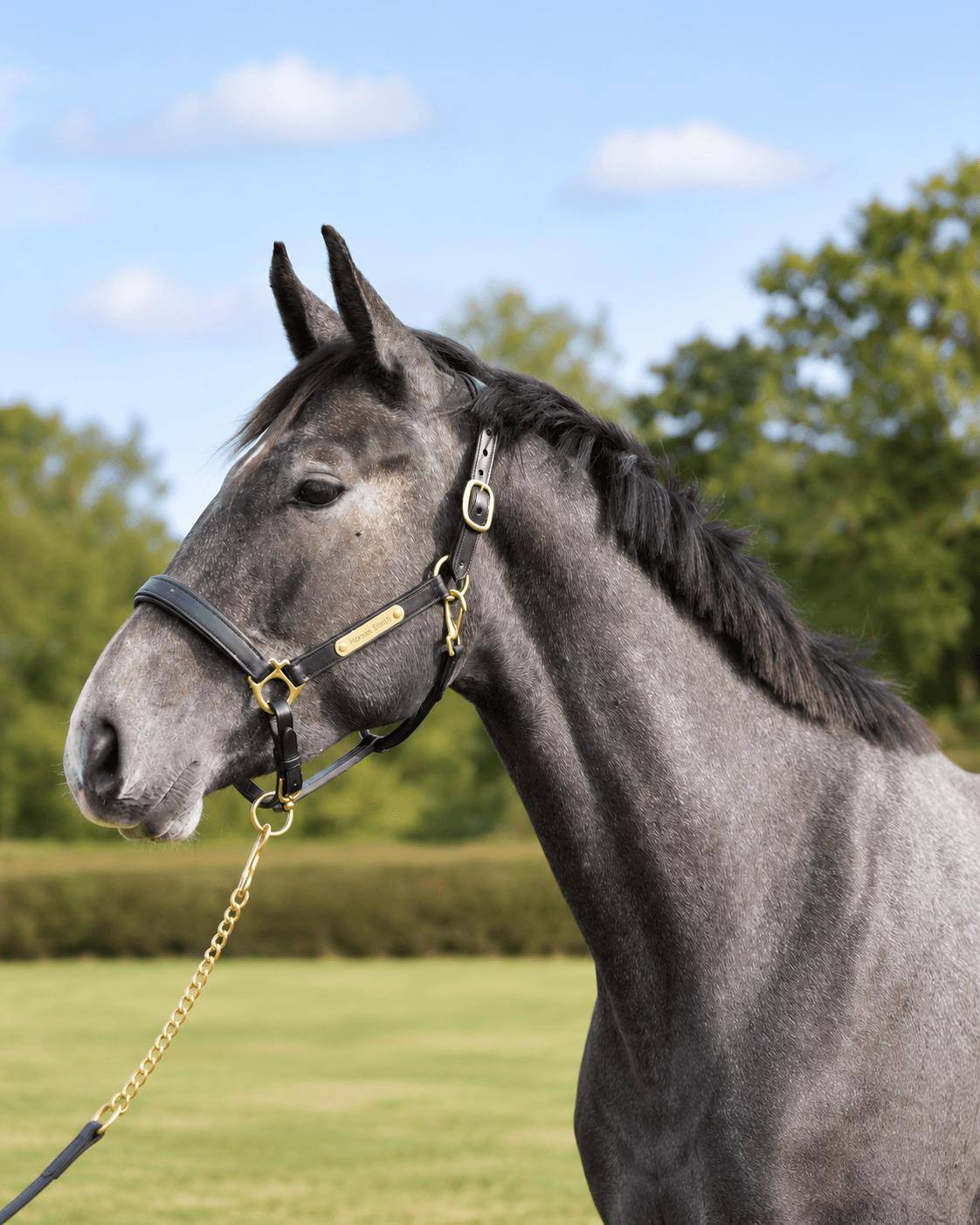 Crystal-Blue vd Nachtegaal Z, showjumping horse